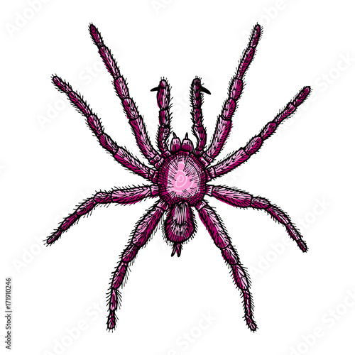 Spider hand drawn, isolated on white for Halloween decoration. Drawing sketch of the spider. Halloween, folklore black magic attribute. Vector.
