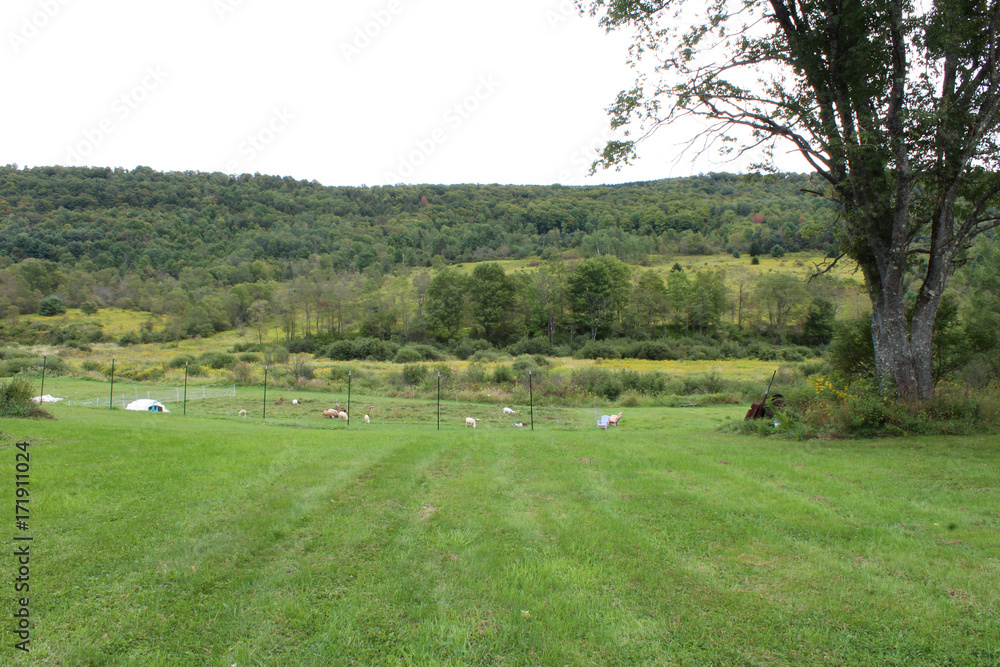 Green field freshly mowed overlooking a goat and sheep pen
Green field freshly mowed overlooking a goat and sheep pen