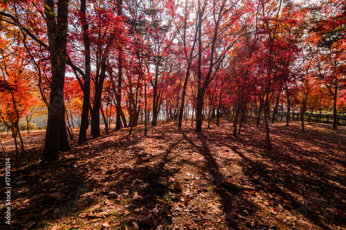 Park scenery with reddish autumn leaves.