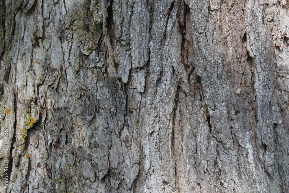 Layered gray tree bark background texture
Layered gray tree bark background texture
