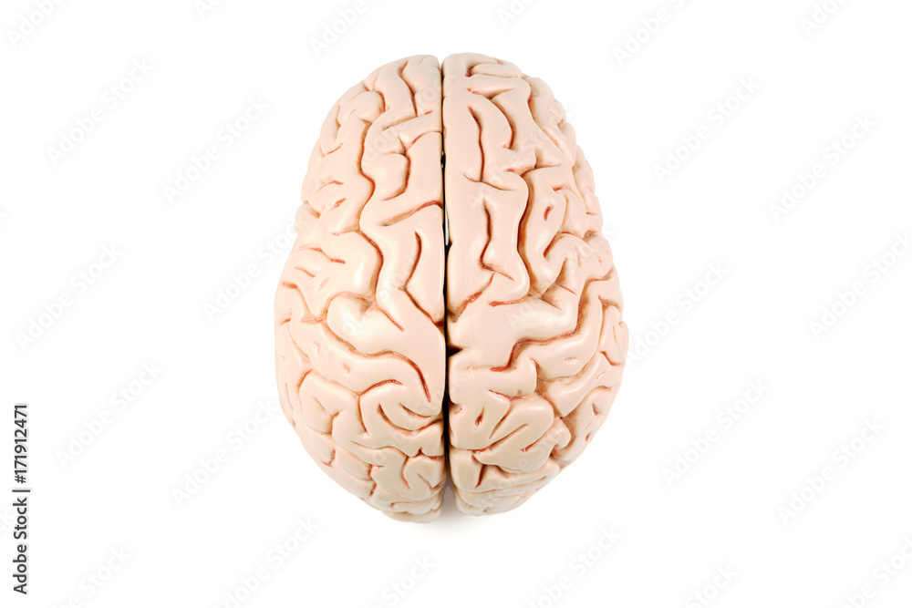 Human brain model, top view Human brain model, top view