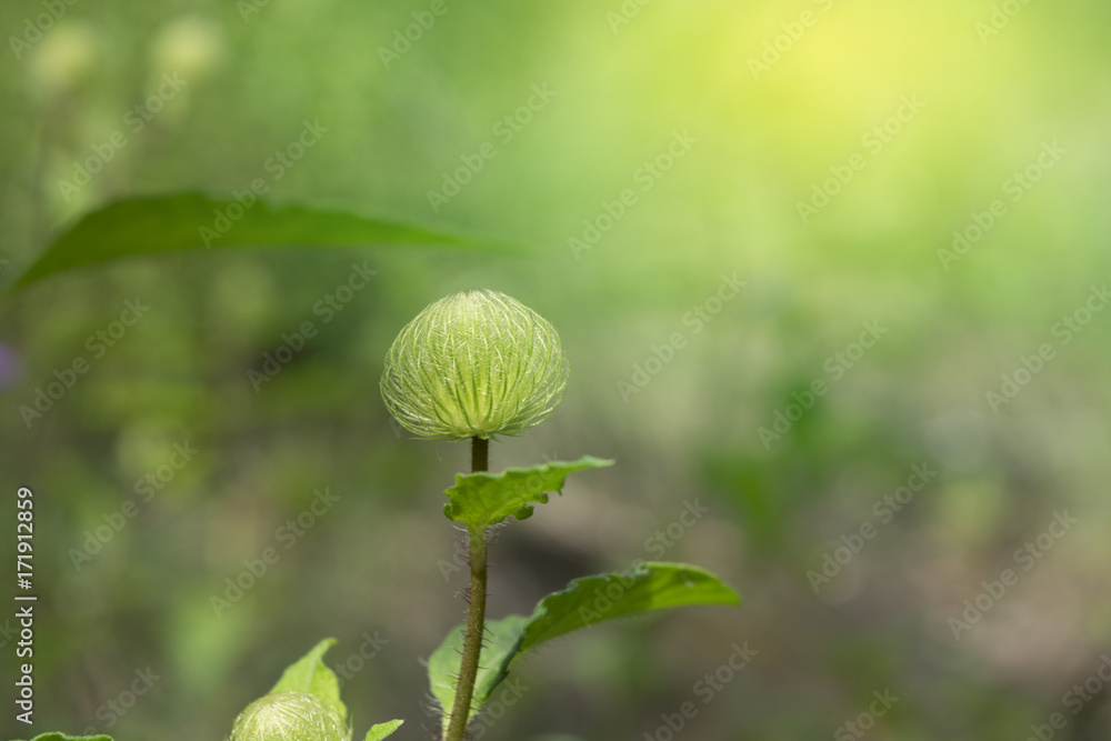 Wild flowers prepare to bloom./Bouquet of green wildflowers preparing to bloom. Natural backdrop and yellow flares Wild flowers prepare to bloom./Bouquet of green wildflowers preparing to bloom. Natural backdrop and yellow flares