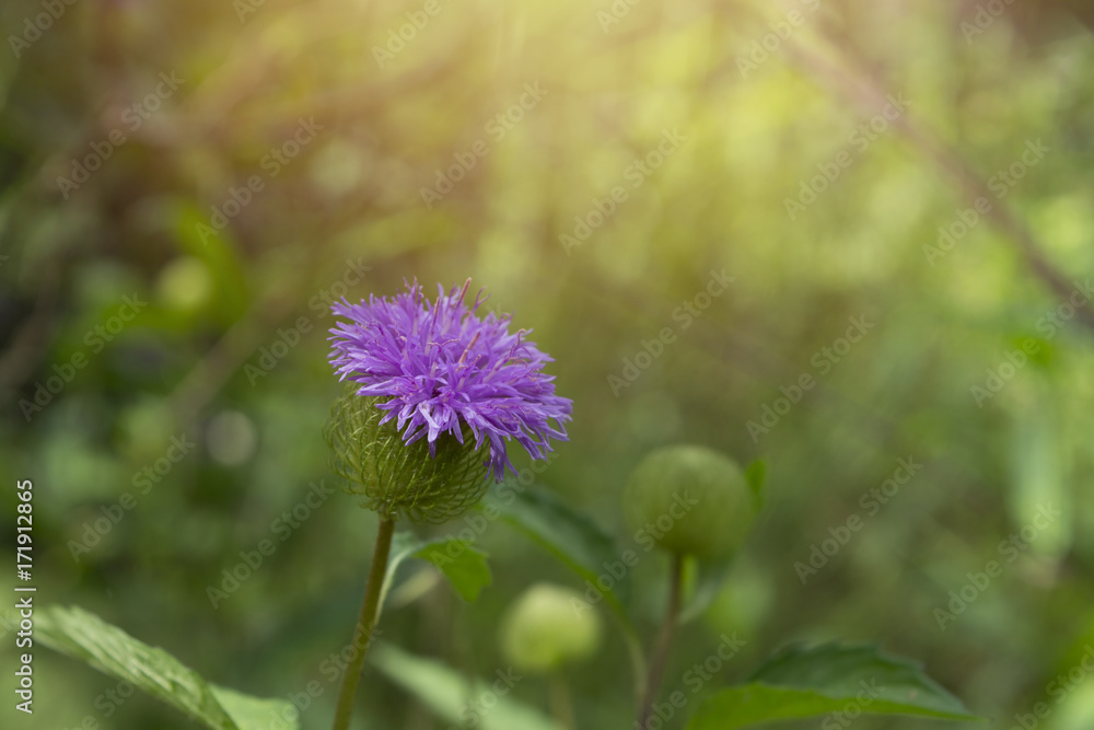 Purple flowers, petals/Purple flowers flowering single flowers. Close-up photography focus on petals