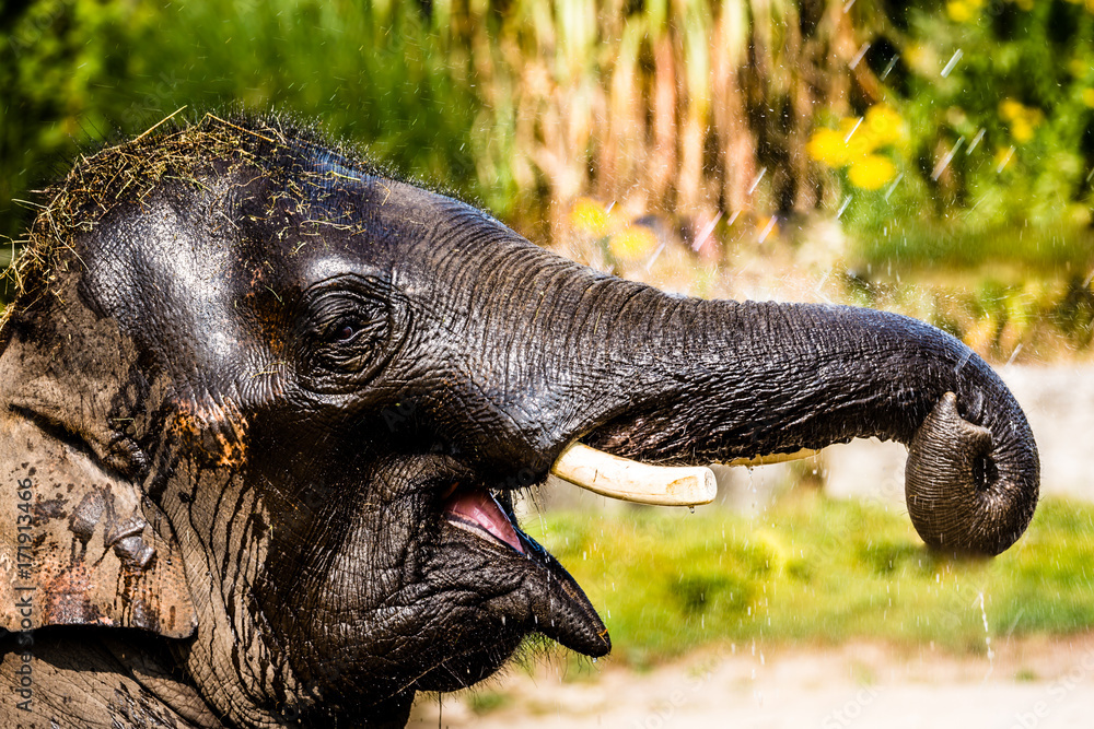 Fototapeta premium Laughing Elephant 