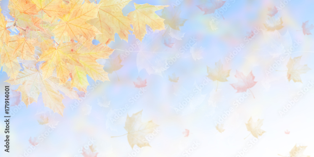 Soft autumn nature background Soft autumn nature background
