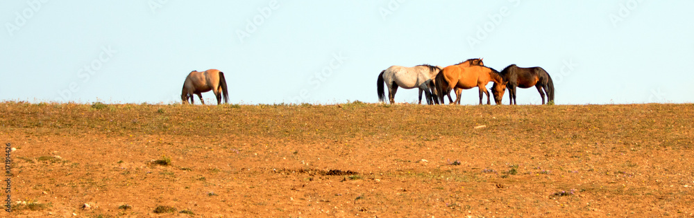 Wild Horses / Mustangs fighting in the Pryor Mountains Wild Horse Range on the state border of Wyoming and Montana United States Wild Horses / Mustangs fighting in the Pryor Mountains Wild Horse Range on the state border of Wyoming and Montana United States