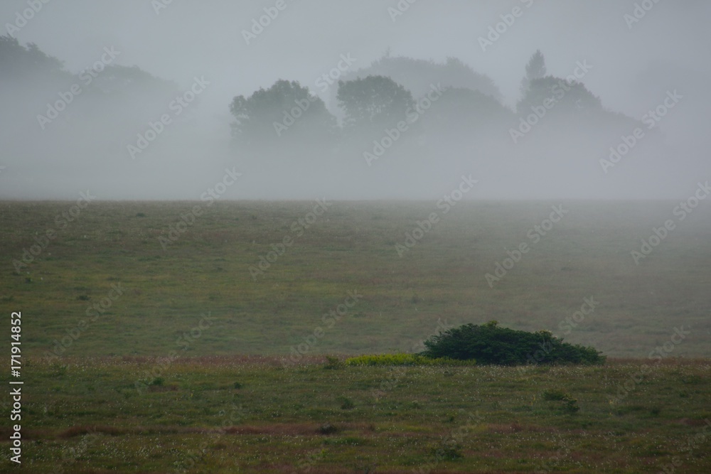 霧が発生している湿原の風景