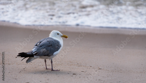 Seagull at Ocean with Wet Beak