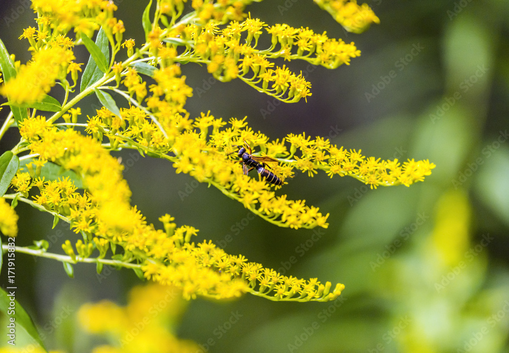 Vibrant small yellow flowers with dark striped hornet bee perched on petals Vibrant small yellow flowers with dark striped hornet bee perched on petals