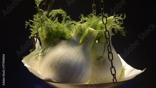 Foeniculum vulgare Fenchel Obični komorač Μάραθο Fenkoli video Finocchio 茴香 Fenkuł włoski Hinojo Finocchi Fennel Tiểu hồi hương Фенхель обыкновенный  photo