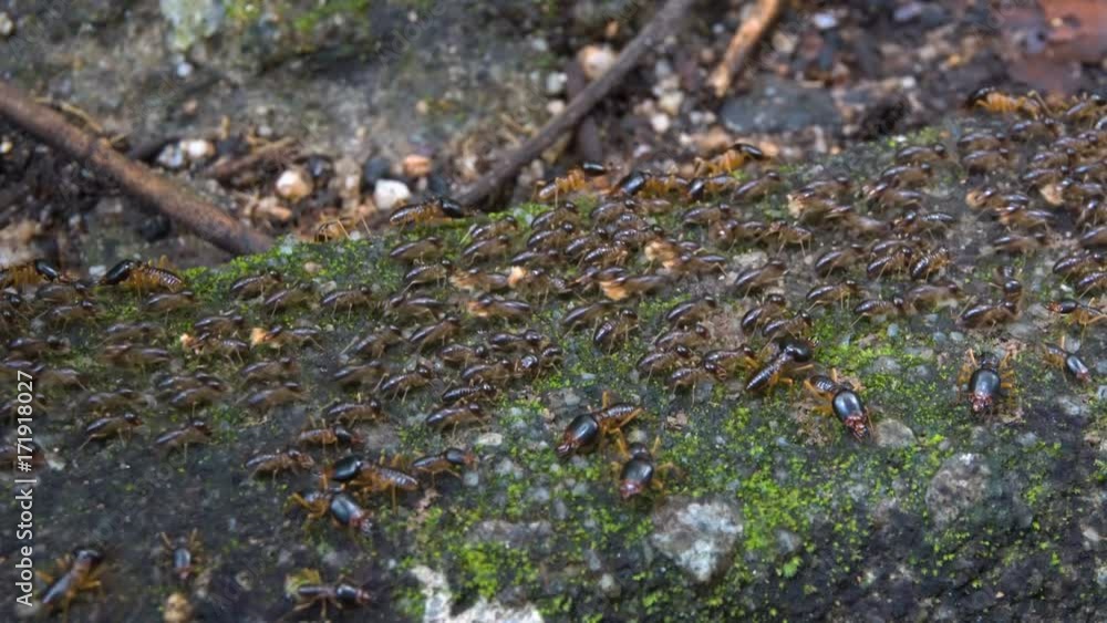 Colony of Working Ants Colony of Working Ants