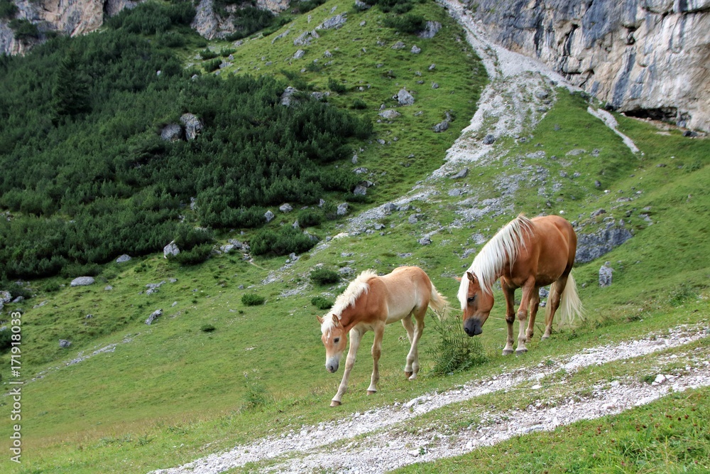 a horse and a foal