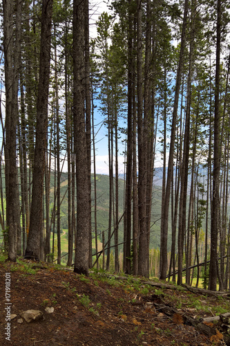 Forest overlooking a valley