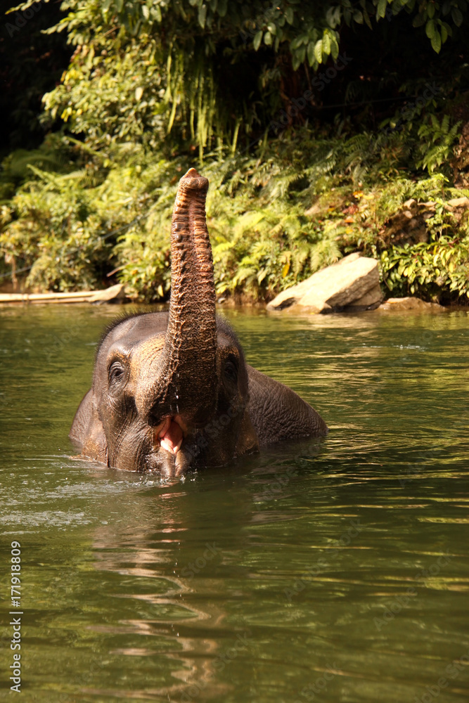 Fototapeta premium swimming Sumatran elephants Tangkahan, Sumatra, Indonesia