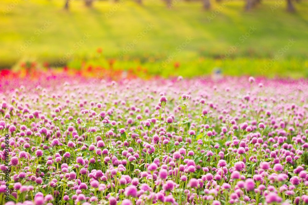 Pink field