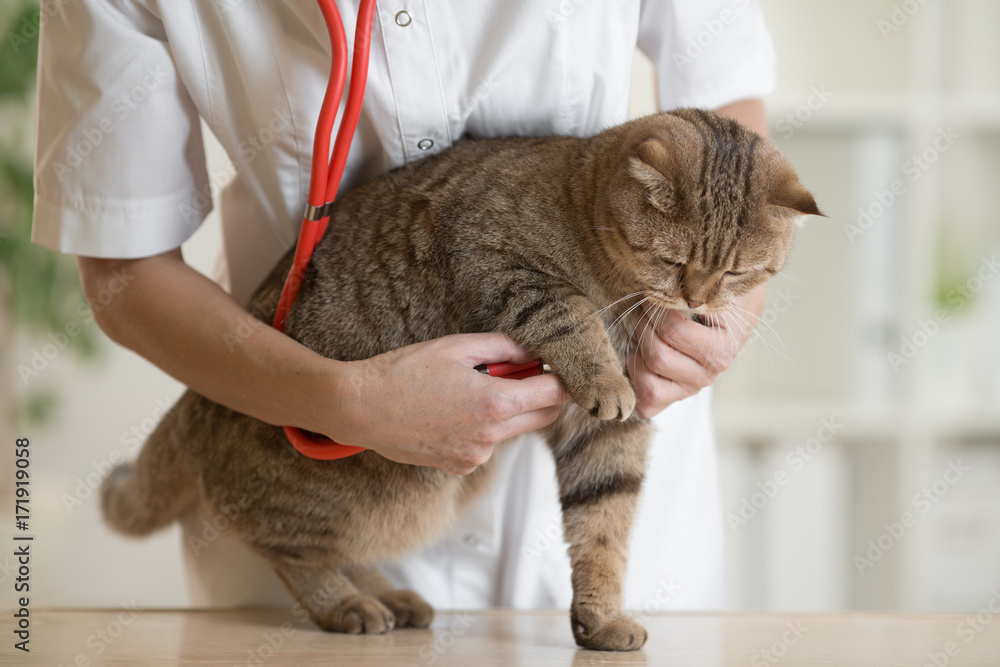 Veterinary doctor pet checkup