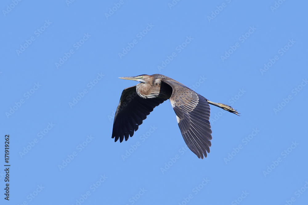 Obraz premium Purple heron (Ardea purpurea)