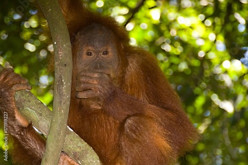 wild orangutan in the original forest eating the fruits of fig tree, sumatra, indonesia