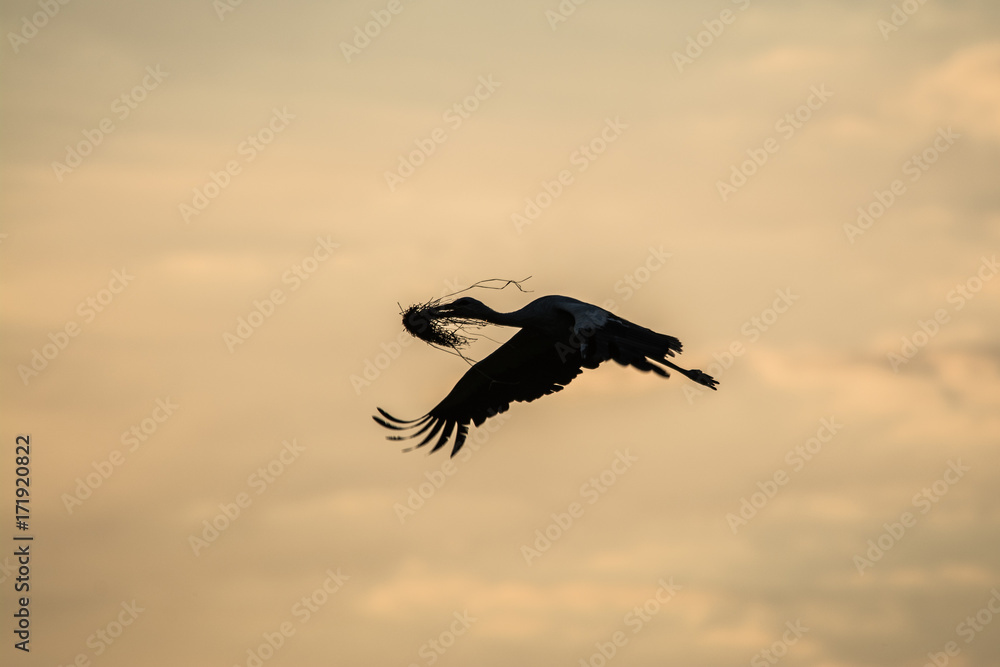 Fototapeta premium Wildlife photo of flying stork in summer morning, Marchegg, Austria