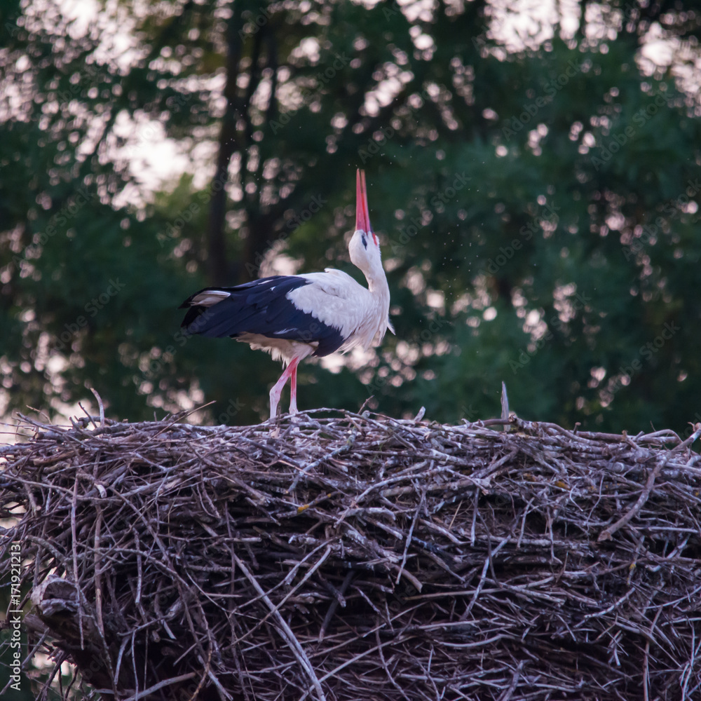 Fototapeta premium Wildlife photo of stork and life in colony, Marchegg, Austria