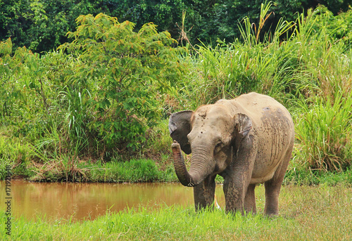 Wild Asian elephant is standing near the pool. Wild elephant at Kui Buri National Park, Thailand.