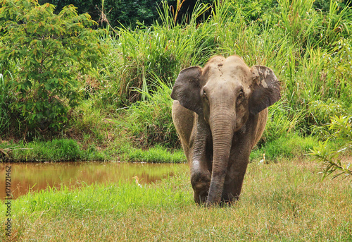 Wild Asian elephant is standing near the pool. Wild elephant at Kui Buri National Park  Thailand.