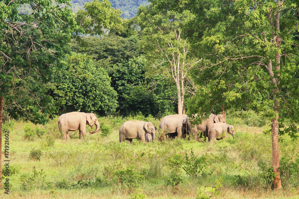 Asian elephant family in the wild. Cluster of asian elephants at Kui Buri National Park, Thailand. Asian elephant family in the wild. Cluster of asian elephants at Kui Buri National Park, Thailand.