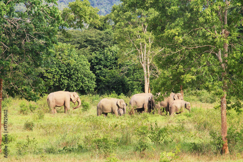 Asian elephant family in the wild. Cluster of asian elephants at Kui Buri National Park, Thailand.