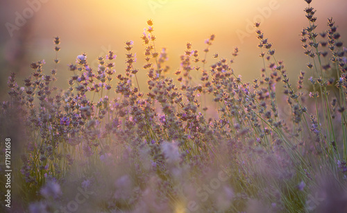 Fototapeta Naklejka Na Ścianę i Meble -  Lavender in the mountain valley during sunset. Beautiful natural landscape in the summer time