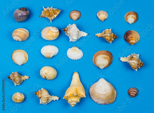 Shells on Blue