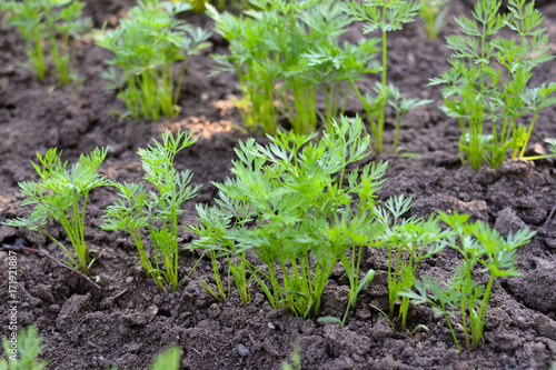 Young shoots of carrots