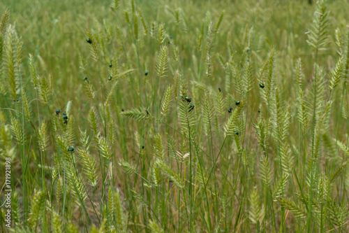 Green beetles on the steppe grass © zamury