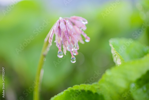 ショウジョウバカマ(Helonias orientalis) photo