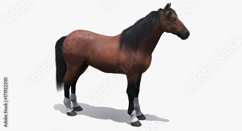 Brown Horse  3D 