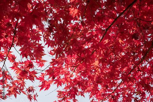 Beautifully colored autumn leaves.