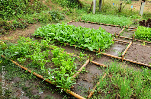  Kitchen garden in backyard / Kitchen garden separated by bamboo for any kind of vegetables