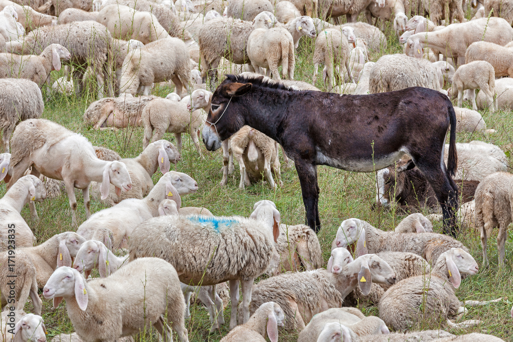 a flock of sheep and a donkey rest during transhumance a flock of sheep and a donkey rest during transhumance