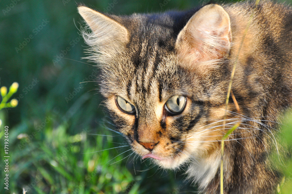 Fototapeta premium Portrait of Norwegian Cat, Fluffy cat in the grass looking