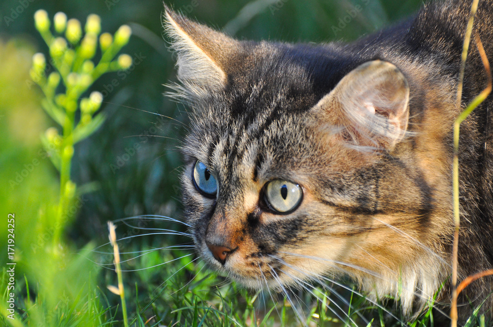 Fototapeta premium Portrait of Norwegian Cat, Fluffy cat in the grass looking