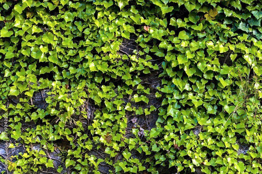 Fototapeta premium Texture of green plant closeup