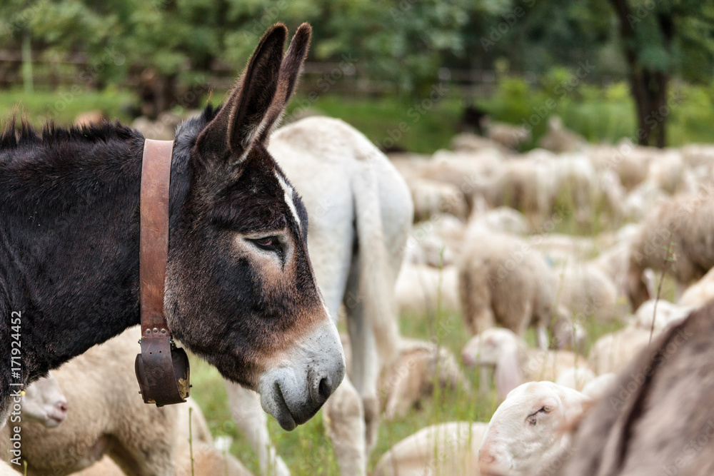 Obraz premium head of a brown donkey in the background of a flock of sheep