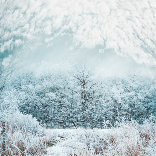 Frosty winter day landscape with Snow covered trees and grass with beautiful sky