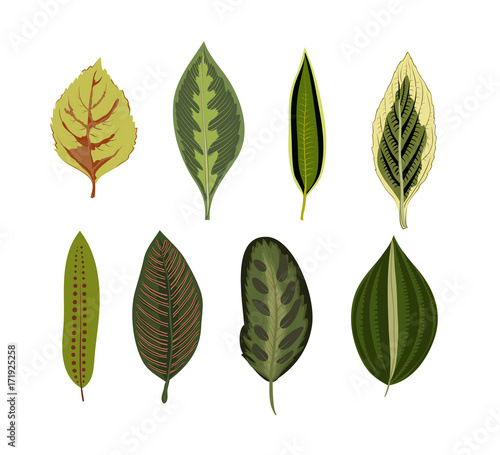 Exotic tropical leaves isolated on white background. Vintage botanical print.