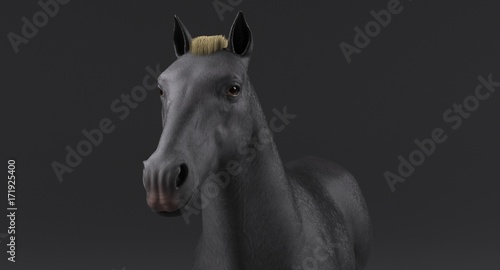 Gray Horse  3D 