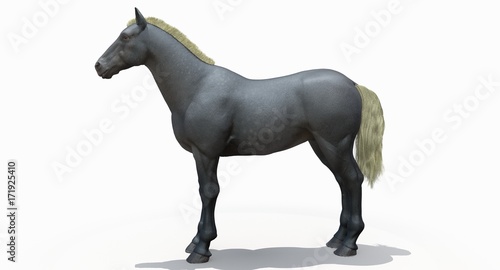Gray Horse  3D 
