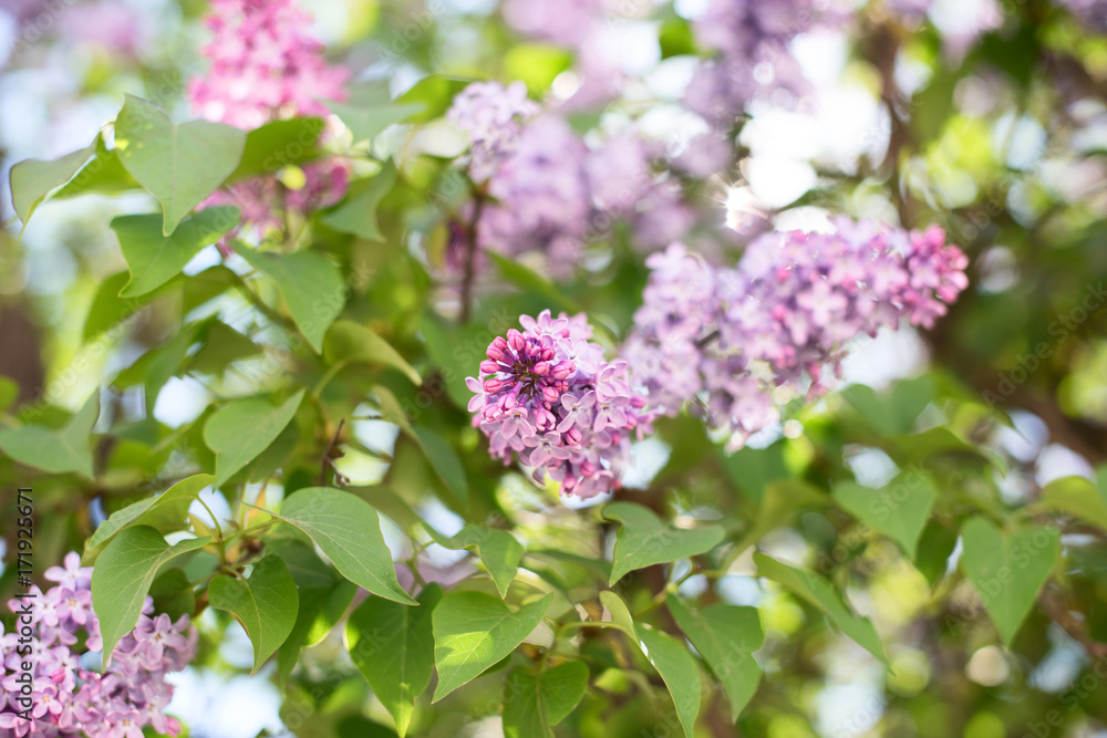 Blooming Syringa bush, soft focus Blooming Syringa bush, soft focus