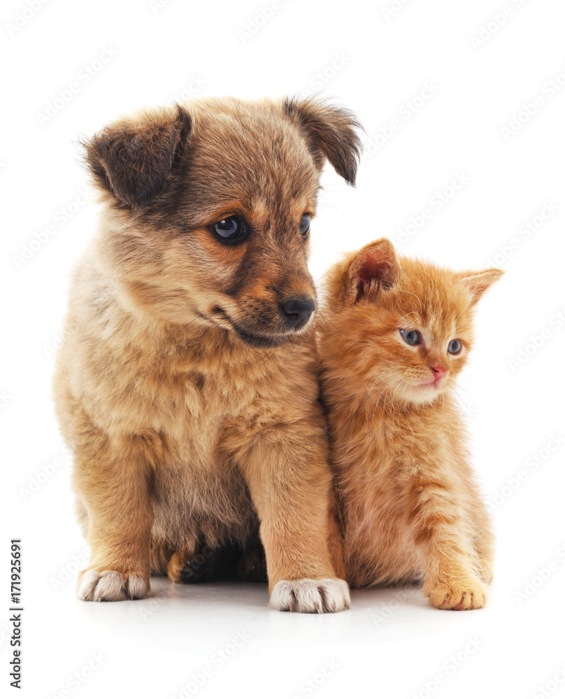 Kitten and puppy. Kitten and puppy.