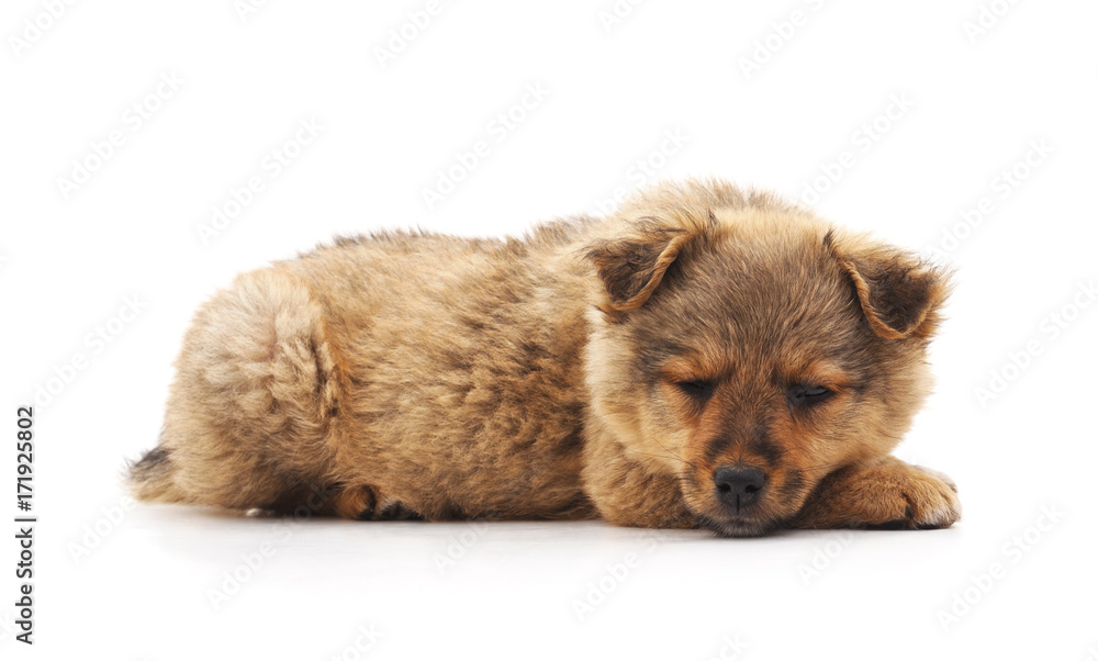 Little dog. Little dog.