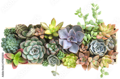 Top view of colorful flowering succulent Houseplants