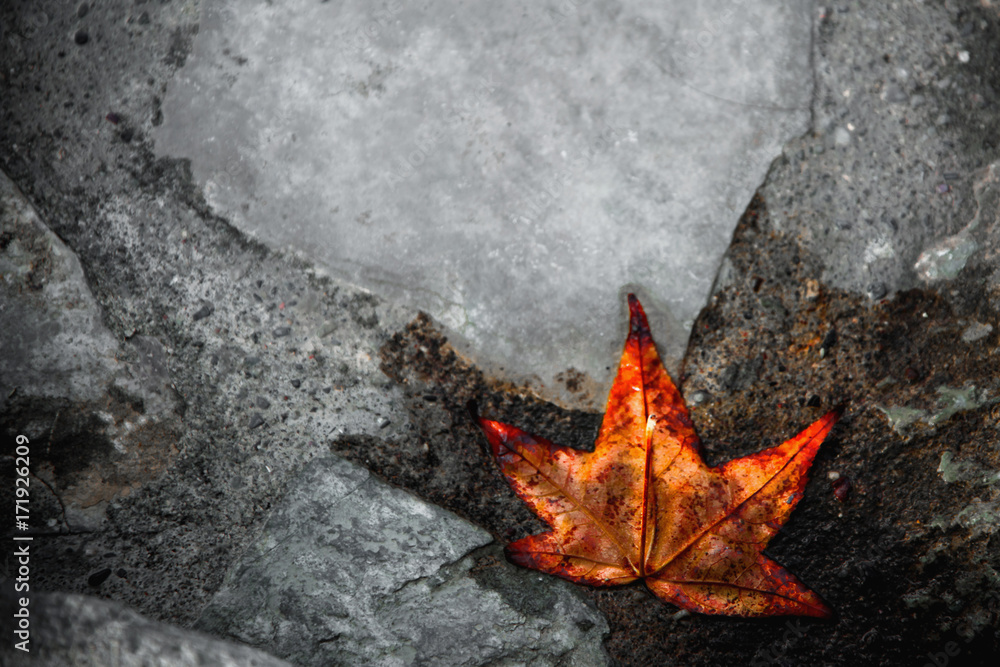 Abstract view of autumn utumn leaf leaf on the ground Abstract view of autumn utumn leaf leaf on the ground